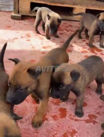Chiots malinois
