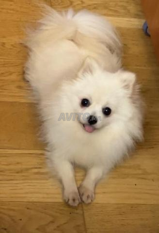 Baby Spitz - 2
