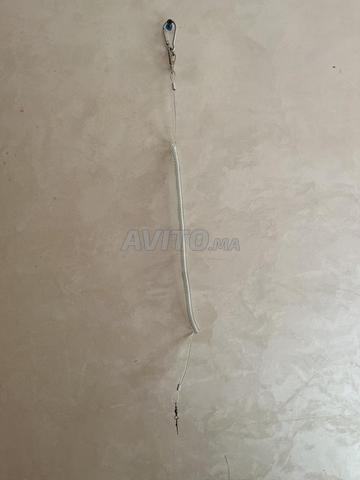 حزام للطيور