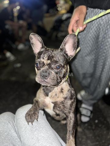 BOULEDOGUE FRANÇAIS - 2