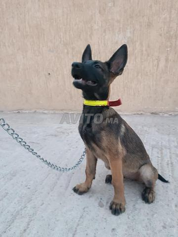 Femelle malinois charbonné - 2