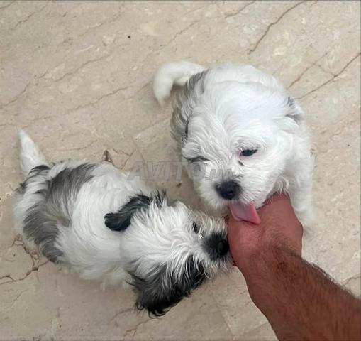 Femelle bichon 5 mois - 2
