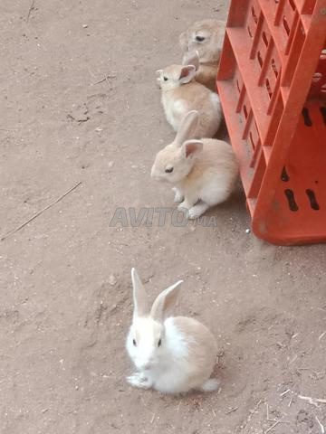 Lapine et 3 petits - 2