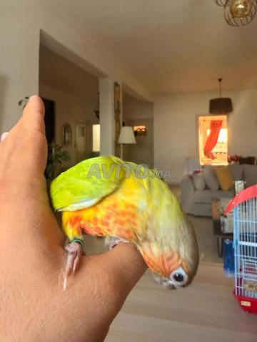 Conure molinae ananas red face bien dressé - 2