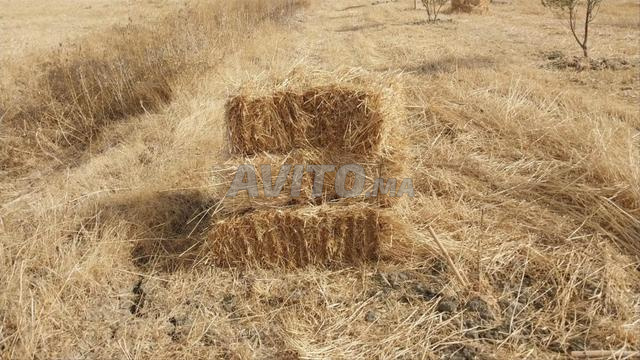 بالات تبن للبيع - جودة جيدة - 2