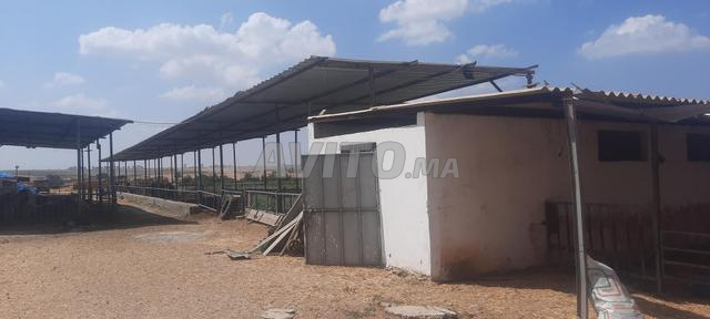 Ferme équipée villa curry à vendre Tiflet