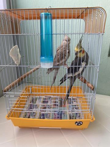 Couple de calopsittes à vendre avec leur cage, prix 270 dh fixe.