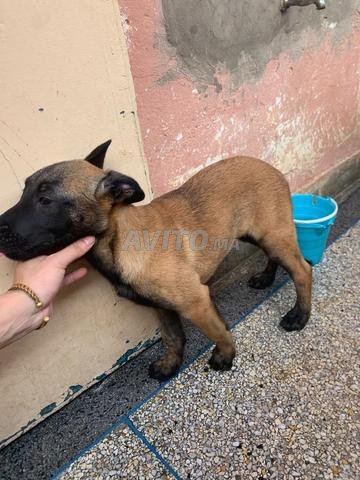 Chiots Malinois à vendre - 2