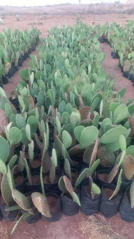 Cactus à vendre très bon état.
Disponible à Belafaa.
Contactez-moi si intéressé. - 2