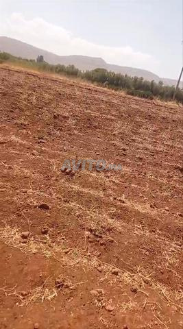 Terrain à Ait Ourir Btit, 4 hectares, prix 114 millions - 2