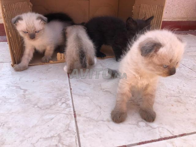 Chatons Siamois x Persan à vendre – El Jadida - 2