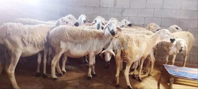 نعجة صردية ممتازة للبيع، ذات قيمة عالية