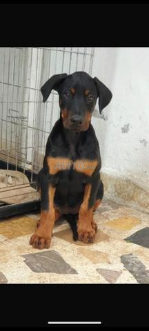 Chiot Dobermann - 2