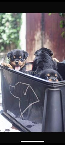 Chiot Rottweiler - 2