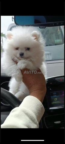 Chiot Spitz nain - 2