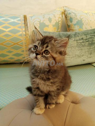 قطة صغيرة أنثى - 2