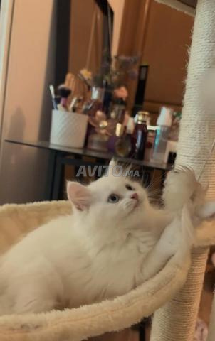 قط شيرازي قط فارسي Persian cat Shirazi - 2