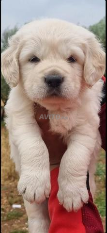 Golden retriever pedigree - 2