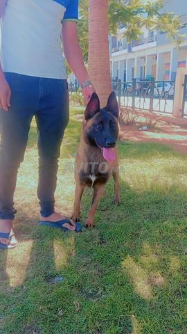 Malinois mâle charbonné - 2