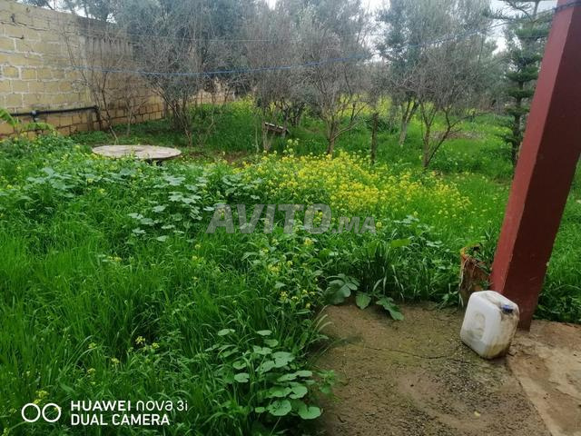 فيرما صغيرة للبيع بالقرب من سيدي بنور - 2