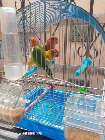 Oiseaux inséparables à vendre - 2