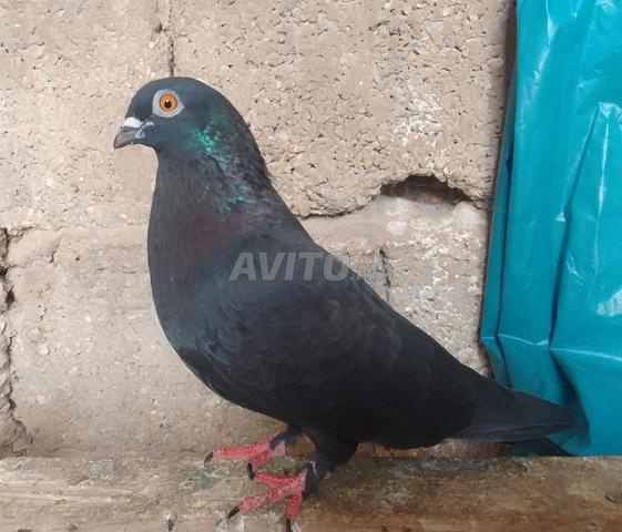 حمام زاجل أسود أصيل بأكادير