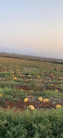 Terrain agricole 4 hectares - 2
