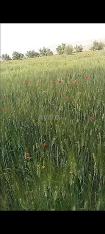 Je mets en vente un terrain de 980m2