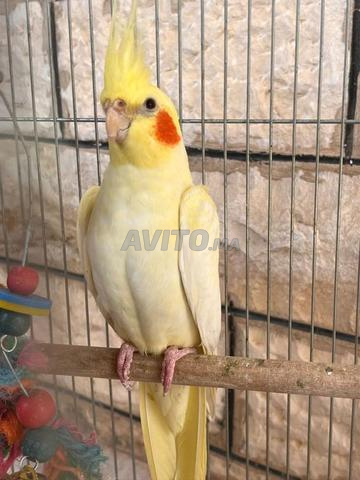 الحي الجديد خريبكة - 2