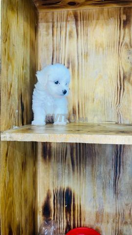 Bichon nain (max 3kg) livraisons partout Maroc - 2