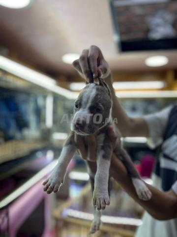 Chiot Rednose en bonne santé, livraisons partout au Maroc - 2