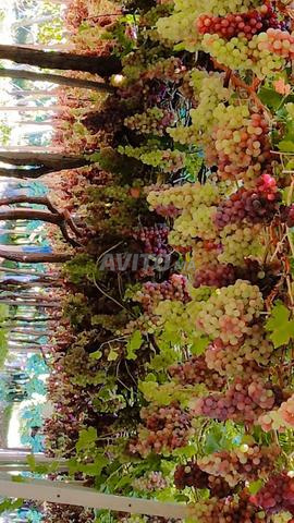 Cinq 5 hectares de raisins locaux à vendre à Majat, province de Chichaoua