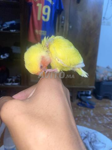 فرخ روز نصف دراج مولع لاتينو عين حمراء - 2