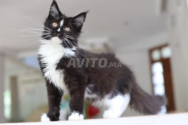 Chaton Maine Coon Pedigree Tuxedo noir