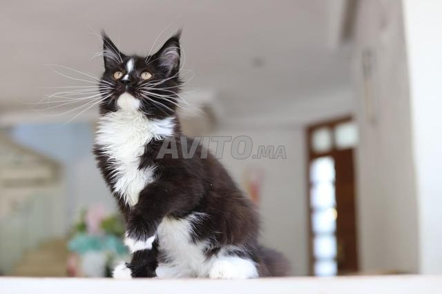 Chaton Maine Coon Pedigree Tuxedo noir