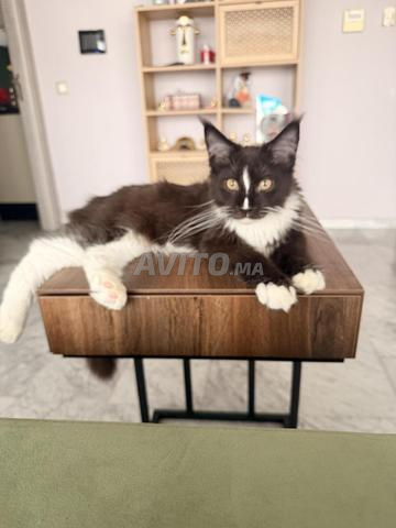 Chaton Maine Coon Pedigree Tuxedo noir