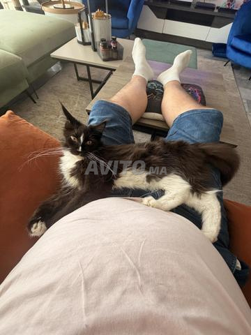 Chaton Maine Coon Pedigree Tuxedo noir