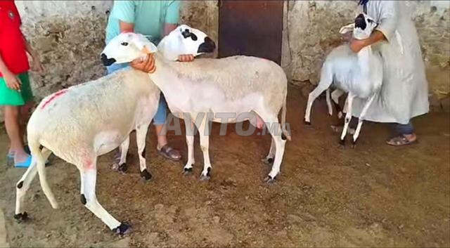 Mouton Sardi de bonne qualité à vendre, bon prix