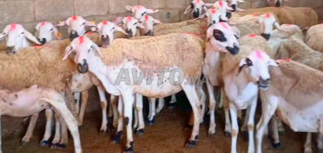Mouton Sardi de bonne qualité à vendre, bon prix