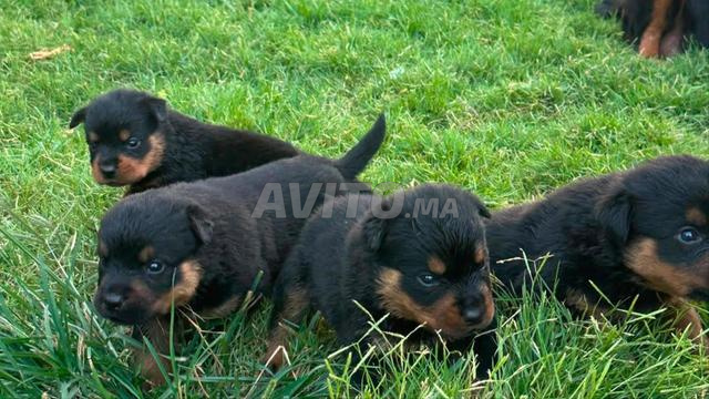 Chiots rottweiller - 2