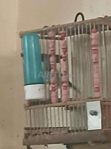 كلب شاردونيه