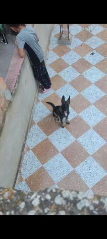 مالينواس شاربوني - 2