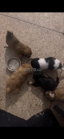 بيشون هافينس - 2