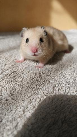 Hamster d'élevage maison