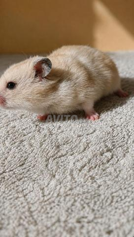 Hamster d'élevage maison