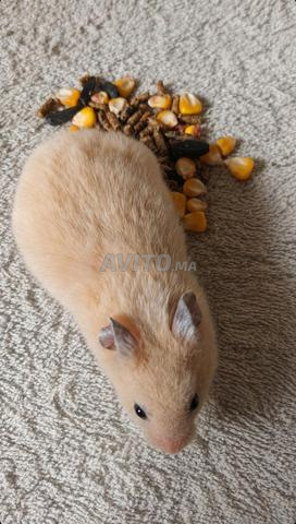 Hamster d'élevage maison