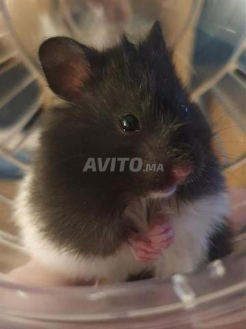 Hamster d'élevage maison