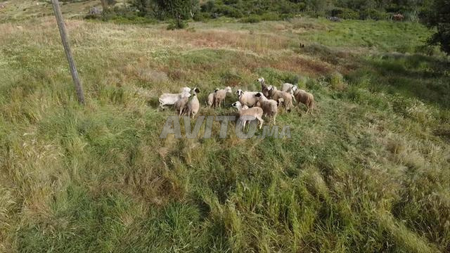 قطيع أغنام ومعزة رومية للبيع في جبل الحبيب - 2
