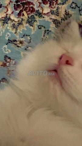 Chaton persan blanc - 2