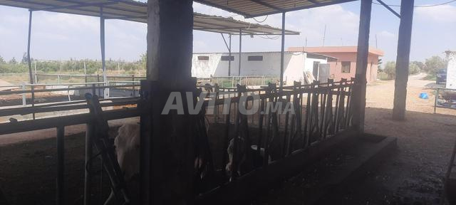Ferme équipée 8 Hectare 5000m2 - 2